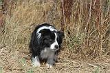 BORDER COLLIE 037
